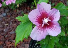 A pink flower with red center blooms on a small bush.