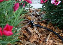 A sprinkler with a black hose nestled in light brown pine straw lightly sprays pink flowers.