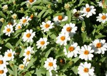 White zinnias with yellow centers bloom above green leaves.