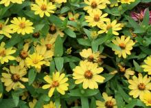 Bright yellow flowers above green leaves fill the frame.