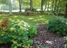 Two hydrangeas are pictured in the foreground of a garden, with one blooming and the smaller one not blooming.