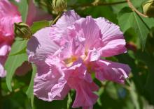 A single pink bloom with ruffled edges rises from a background of green foliage and closed buds.