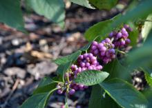 Clusters of small, pink berries cover the exposed areas of a single branch. 