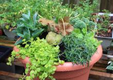 A brown, plastic container is filled with a variety of plants in varying shades of green. Some grasses stand above the other plants. Other foliage drapes over the sides.