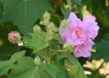 A single, pink flower blooms on the right with a slightly open, pink bud on the left.