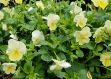 Yellow flowers on slender, upright stems stand above a mass of green foliage.