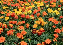 Dozens of orange, yellow and red marigold flowers rise above a sea of green leaves.