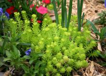 A chartreuse mound of succulent leaves rises in a landscape with pink and purple flowers and reeds.