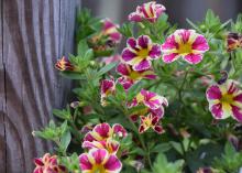 Yellow flowers splotched with pink bloom on a mass of green stems next to a wooden post.