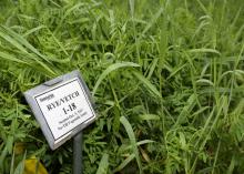 A clump of green rye and vetch grasses with a label resting on a short metal pole in the foreground.