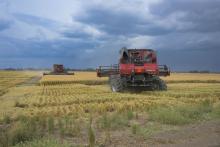 Two large, red farm machines sit in a partially harvested rice field under a dark-blue sky with lowering clouds