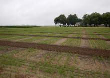 Rows of young rice plants sticking several inches above ground.