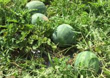 Four large, ripe watermelons lie among vines in the field.