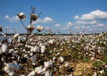 White bolls of cotton adorn the branches of dried cotton plants stretching nearly to the horizon.