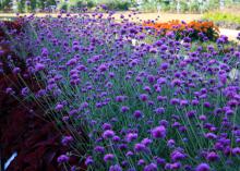 A full flower bed with tall, purplish-pink flowers on green stems edged on one side by shorter plants with a burgundy foliage.