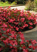 Dozens of rose-colored flower clusters cover the branches of a plant growing in a curved area of a walkway.