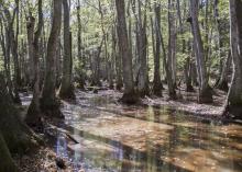 A wetlands area is full of gray trunks of trees with filtered light shining through green leaves.