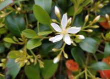 A single, white, five-petaled flower blooms above a background of green foliage.