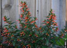 Dozens of small, orange, tube-shaped flowers line the upright branches of a small bush.