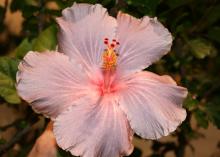 This flower has five large, pinkish-gray petals with red dots on the tips of the yellow stamen in the center.