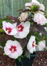 Several white blooms with red centers cover a small, bush with maroon leaves.