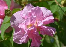 A pink flower in the foreground with foliage out of focus in the back.