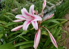 A group of white flowers with bold, pink stripes is pictured against a garden background.