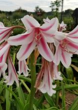 A single white bloom with bold pink strips rises above a bed of green.