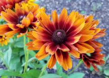 A single, large bloom in orange, red and brown commands the center of this photo, with others of similar color in the background.