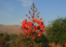 A dozen orange flowers hang on a long stem with several buds above close to blooming.