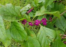 Green leaves and reddish-purple berries line a brown stem above a grassy background.