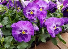 Purple flowers with white streaks bloom above green leaves.