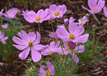 Delicate purple blooms with yellow centers rise above frilly green foliage.