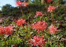 Several spidery, red blooms rise on slender stems above a grassy background.