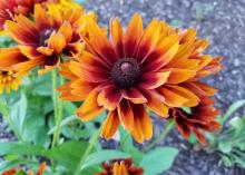 An orange flower with a dark center is the focal point among other orange flowers.