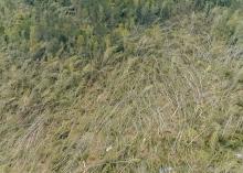 An overhead view of trees damaged by tornadoes.