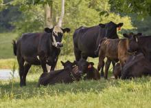 Beef cows in a field