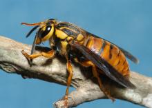 A closeup of a Southern yellowjacket queen.