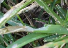 A close-up shows dust and chewed up blades of grass.