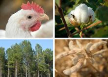 Four panels display a chicken, a cotton boll, a timber stand and a dried soybean plant.