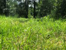 A close-up of tall grass with trees in the background.