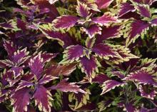 The edges of the maroon leaves seem to glow with chartreuse-yellow color.