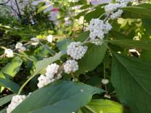 Bunches of small, white berries form around branches with green leaves.