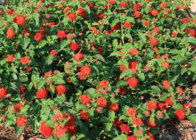 Dozens of red blossom clusters rise among green foliage.