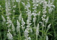 Delicate, white blooms surround white flower spikes.