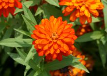 Several orange blossoms rise above green foliage.