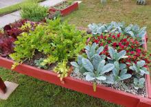 A colorful small garden grows in a raised outdoor table.