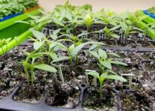 Small shoots sprout from soil in black garden trays.