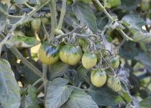 Several small, green tomatoes grow amid lush leaves.