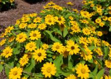 Yellow flowers cover a green plant.